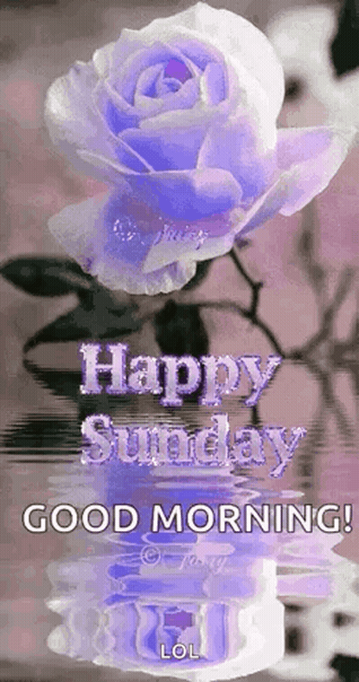 A Purple Rose Is Reflected In The Water With The Words `` Happy Sunday '' Written On It . GIF