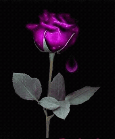 A Purple Rose On A Pink Background With A Drop Of Water On It GIF