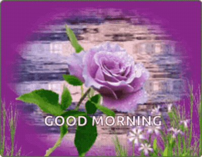 A Purple Rose On A Purple Background With The Words Good Morning On It GIF