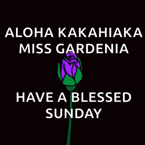 A Purple Rose With The Words Aloha Kakahiaka Miss Gardenia Have A Blessed Sunday On It GIF