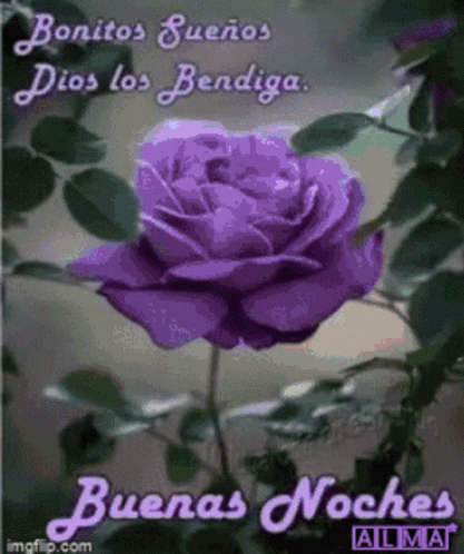 A Purple Rose With The Words " Bonitos Suenos Dios Los Bendiga " On The Bottom GIF