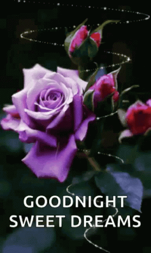 A Purple Rose With The Words `` Goodnight Sweet Dreams '' Written On It GIF