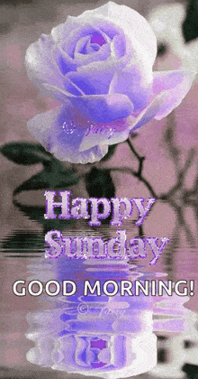 A Purple Rose With The Words Happy Sunday Good Morning Written On It GIF