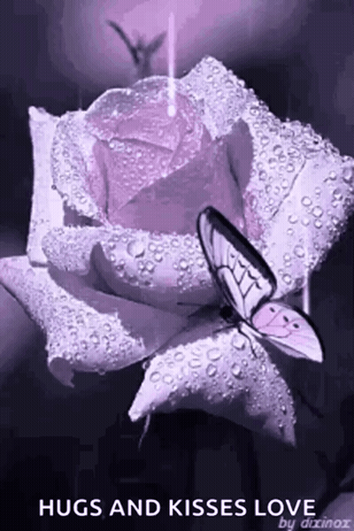 A Purple Rose With Water Drops And A Butterfly On It GIF