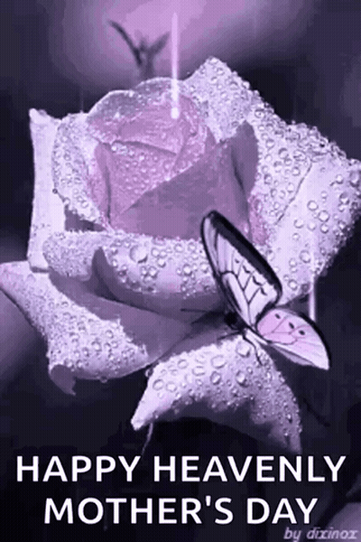 A Purple Rose With Water Drops On It And A Butterfly On It . GIF