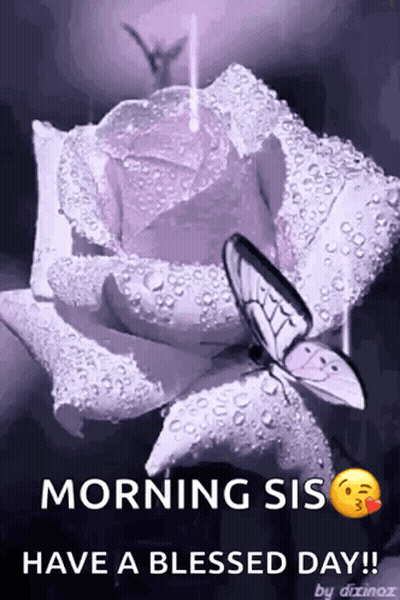 A Purple Rose With Water Drops On It And A Butterfly On It GIF