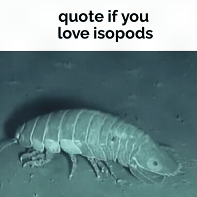 A Quote If You Love Isopods Is Written Above A Picture Of A Bug In The Water . GIF