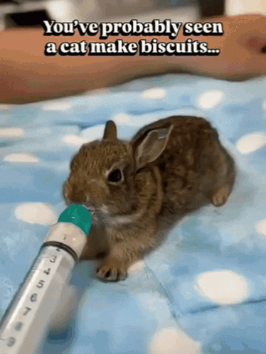 A Rabbit Drinking From A Syringe With The Words " You 'Ve Probably Seen A Cat Make Biscuits " GIF