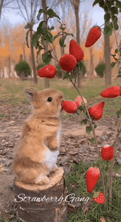 a rabbit eating strawberries from a tree with the words strawberry gang written on the bottom