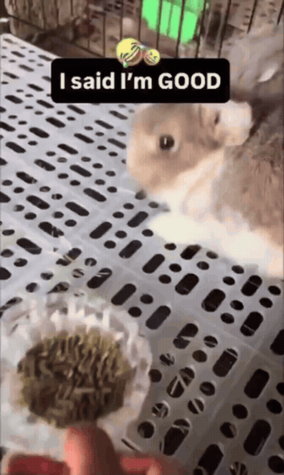 A Rabbit In A Cage With The Words I Said I 'M Good Above It GIF