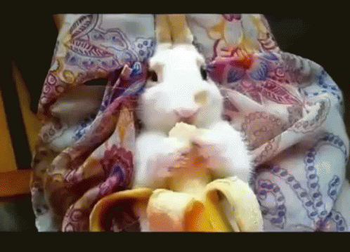 A Rabbit Is Eating A Banana While Wrapped In A Scarf GIF