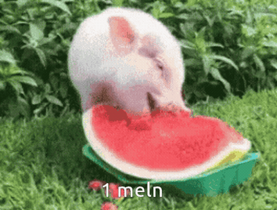 A Rabbit Is Eating A Slice Of Watermelon With The Words 1 Meln Below It GIF