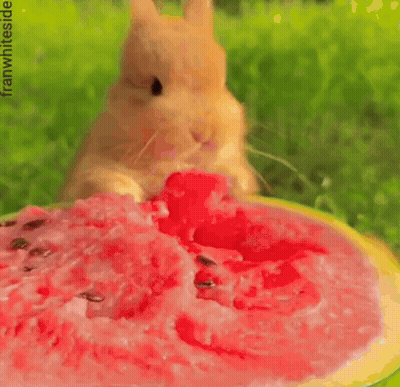 A Rabbit Is Eating A Slice Of Watermelon With The Words Perfect Day Watermelon GIF