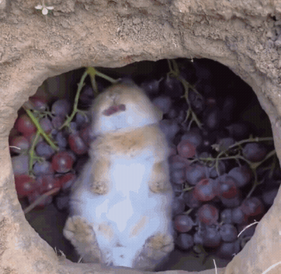 A Rabbit Is Laying In A Pile Of Grapes In A Hole GIF