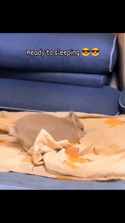 A Rabbit Is Laying On A Bed With The Words " Ready To Sleeping " Written Above It GIF