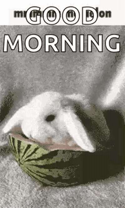a rabbit is sitting in a watermelon and eating it .