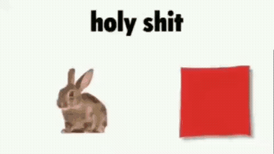 A Rabbit Is Sitting Next To A Red Square And Says `` Holy Shit '' . GIF