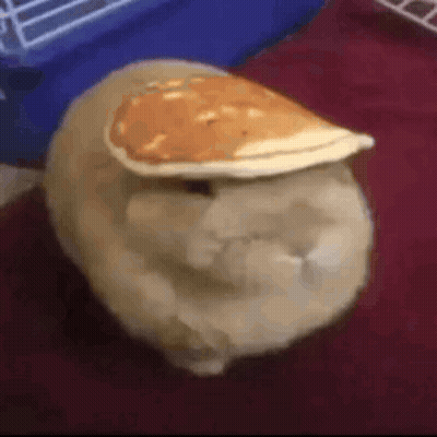 A Rabbit Is Sitting On A Bed With A Pancake On Its Head . GIF