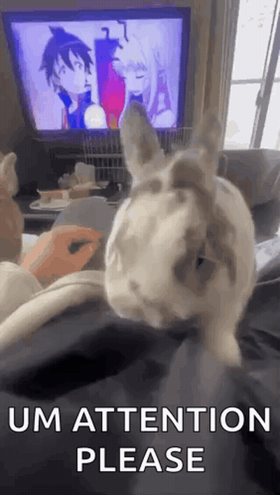 A Rabbit Is Sitting On A Person 'S Lap In Front Of A Television And Asking For Attention . GIF