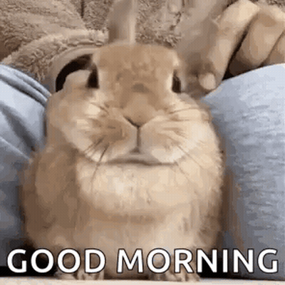 A Rabbit Is Sitting On A Person 'S Lap With The Words `` Good Morning '' Written On It . GIF