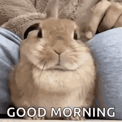 A Rabbit Is Sitting On A Person 'S Lap With The Words `` Good Morning '' Written On It . GIF