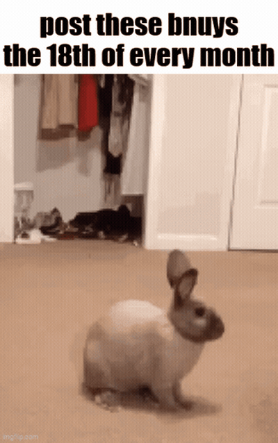 A Rabbit Is Standing In A Room Next To A Closet And A Door . GIF