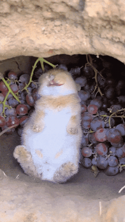 A Rabbit Laying In A Pile Of Grapes With Its Mouth Open GIF