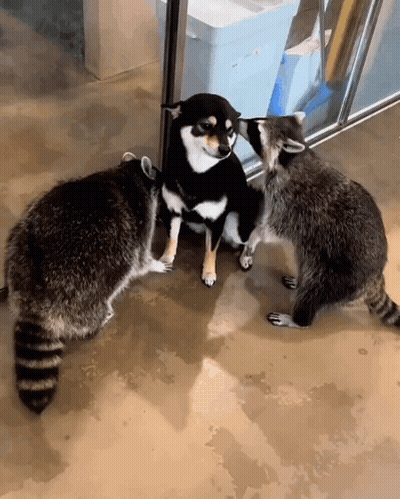 A Raccoon And A Dog Are Standing Next To Each Other GIF
