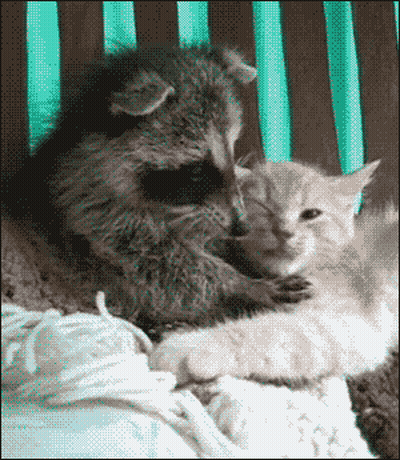 A Raccoon And A Kitten Are Laying In A Crib GIF