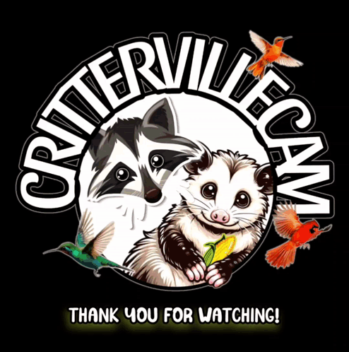 A Raccoon And An Opossum Are In A Circle With The Words Critterville Cam Thank You For Watching GIF