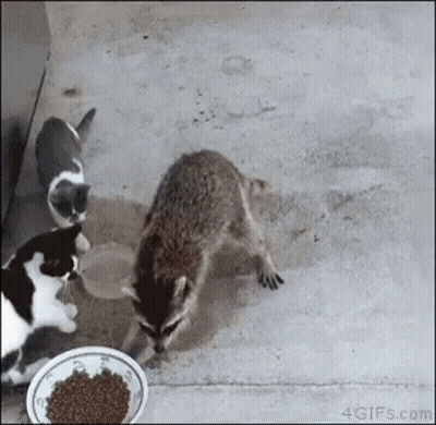 A Raccoon And Two Cats Are Eating From A Bowl Of Food On The Ground . GIF