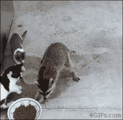 A Raccoon And Two Cats Are Eating From A Bowl GIF