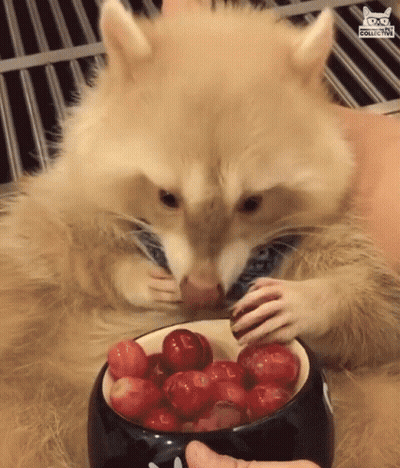 A Raccoon Eating Cherries From A Bowl With A Cat Collective Logo On The Bottom GIF