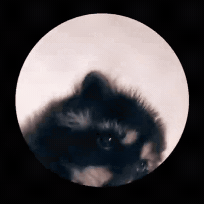 A Raccoon In A Circle With A Black Background GIF