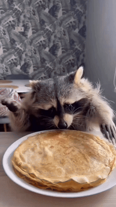 A Raccoon Is Eating A Stack Of Pancakes From A Plate GIF