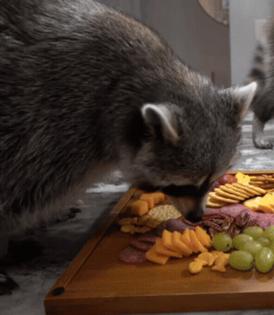 A Raccoon Is Eating A Variety Of Food On A Wooden Board GIF