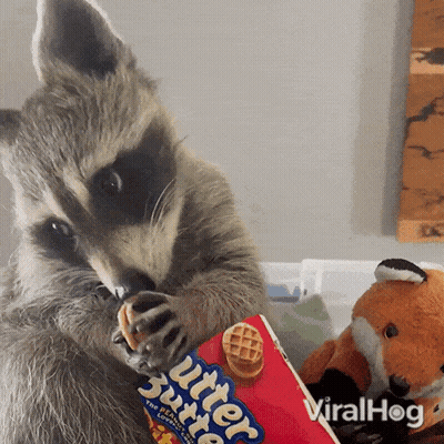 A Raccoon Is Eating A Waffle From A Box Of Butterscotch Cereal GIF