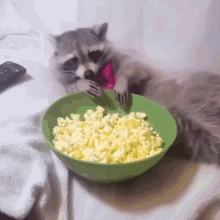 A Raccoon Is Eating Scrambled Eggs From A Green Bowl With A Fork . GIF