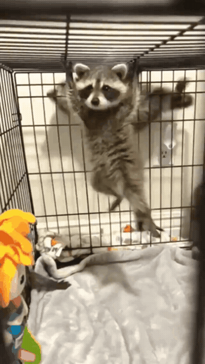 A Raccoon Is Hanging Upside Down In A Wire Cage GIF