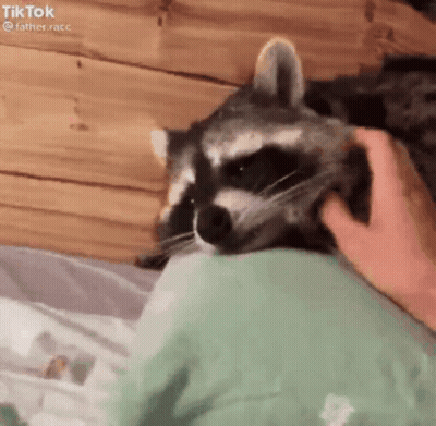 A Raccoon Is Laying On A Bed With A Person Petting It 'S Face . GIF