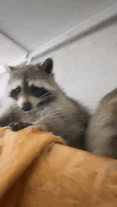 A Raccoon Is Laying On A Bed With A Yellow Blanket . GIF