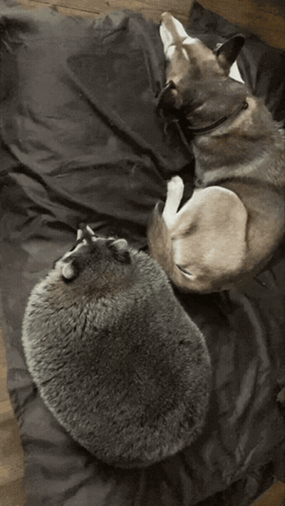 A Raccoon Is Laying On A Black Cloth On A Wooden Floor GIF