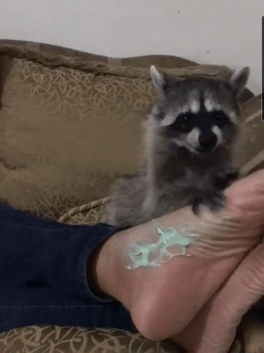 A Raccoon Is Laying On A Person 'S Foot With A Green Liquid On It GIF