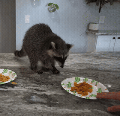 A Raccoon Is Looking At A Plate Of Food On A Counter GIF