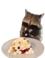 A Raccoon Is Looking At A Plate Of Food With Whipped Cream And Marshmallows On It . Sticker