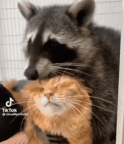 A Raccoon Is Petting An Orange Cat 'S Head .. GIF