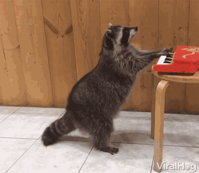 A Raccoon Is Playing A Small Red Piano On A Small Wooden Chair GIF