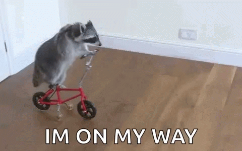 A Raccoon Is Riding A Small Bicycle On A Wooden Floor . GIF