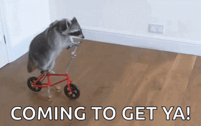A Raccoon Is Riding A Small Red Bicycle With The Words Coming To Get Ya ! Below It . GIF