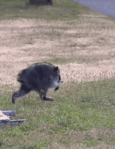 A Raccoon Is Running Across A Grassy Field In A Park . GIF
